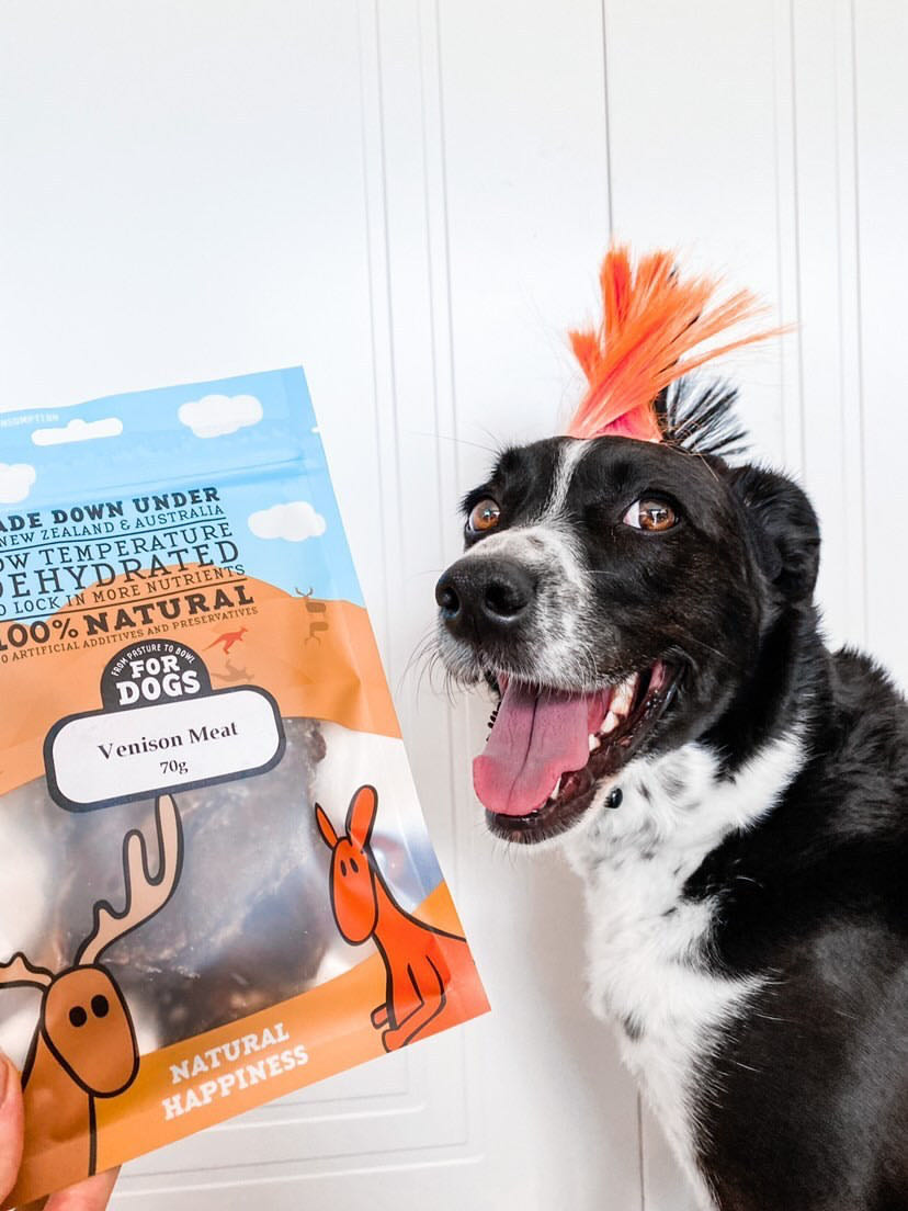 Dog Products