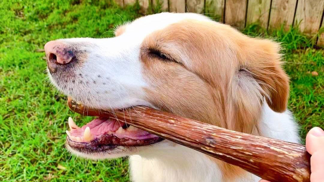 Chews